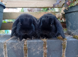 Black sisters