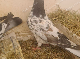 Lovely bird