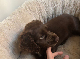 Female chocolate Cocker Spaniel