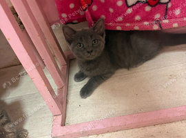 3 playful kittens left