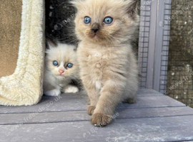 Only 3 left Mink and mink carrying ragdolls
