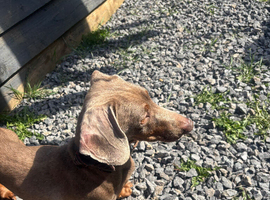 Stud only Isabella dachshund!!!