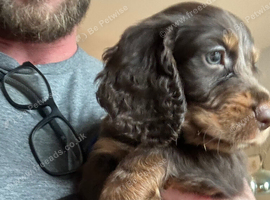 Cocker Spaniel Puppies in Newton Aycliffe &ndash; Ready from 8 Weeks 18/09/2026 &ndash; &pound;875 &ndash; Loving Forever Homes Wanted