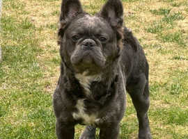 Bert the fluffy C2 frenchie (STUD ONLY)