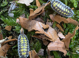 5 x Haasi Isopod "High Yellow"Porcellio haasi) &pound;20