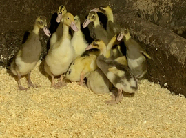 Buff orpington ducklings