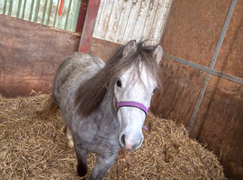 Unregistered rising 2 section a filly for sale