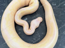 Male cinnamon candino royal python for sale