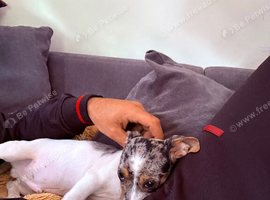 Jack russell X dachshund last puppy looking for forever home