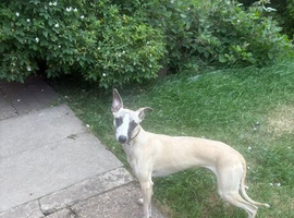 Whippet male