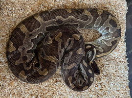 Snakes for sale