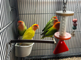 Lovebirds