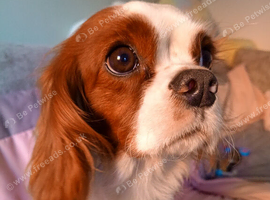 Beautiful Cavalier King Charles