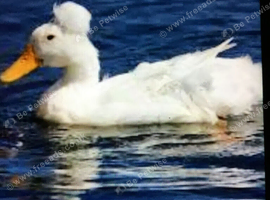 Wanted &hellip;.young  Female mandarin duck & a crested duck &hellip;.. cash waiting