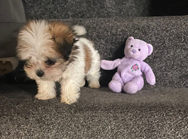 Lovely tea cup maltipoo puppies
