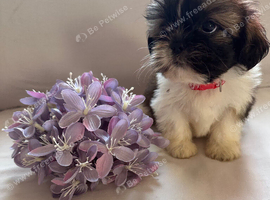 Shih Tzu puppies