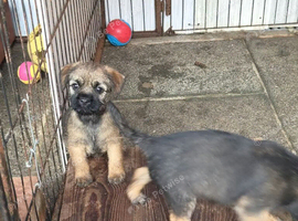 Adorable boy pups