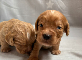 Stunning working cocker spaniel puppies
