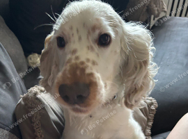 Dog