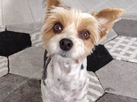 Lovely boy biewer terrier