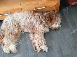 Needs rehoming