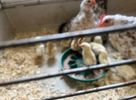 Small Sarama chicken and chicks