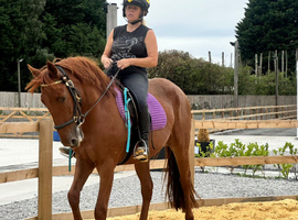 15.3hh 3 yr Reg Hilston part bred appaloosa