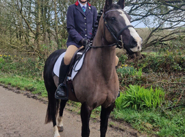13.3hh 14yo black mare