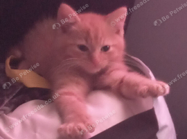 Ginger male