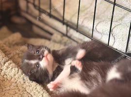 Kittens for Sale