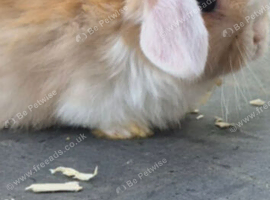 Buck mini lop