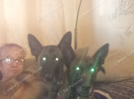 Six girls Belgium Shepherd