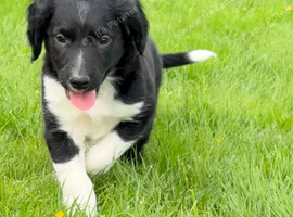 Sprollie Pups for sale