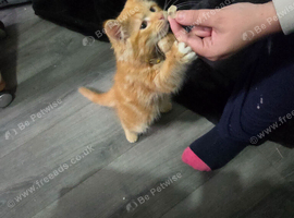 Male kitten