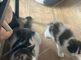 3 mixed breed kittens ready for new loving homes