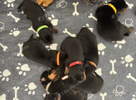 Rottweiler puppies