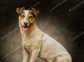 Jack Russell Dog for Stud