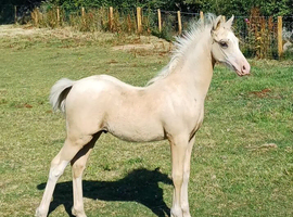 Palomino