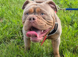 English bulldog male