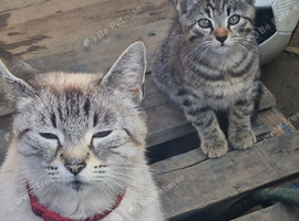 Lovely kittens