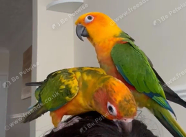 Sun and Jenday Conure for sale
