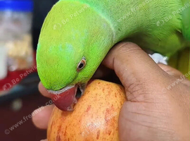 Baby tamed Indian ring neck talking parrot