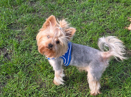 Yorkshire terrier for stud,KC.reg.