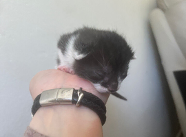 Tuxedo+black kittens
