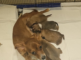 4 healthy male chihuahua pups