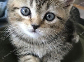 Cute little tabby kittens
