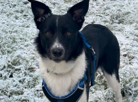 18 month old border collie male (rocky)