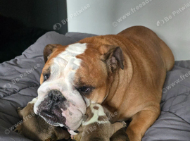 KC Red and White bulldog puppies