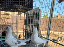 King fancy pigeon
