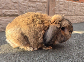 Dwarf lop buck